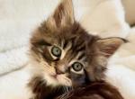 Freya - Maine Coon Kitten For Sale - 