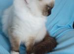 Olive's Seal mitted girl - Ragdoll Kitten For Sale - 