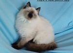 Oopa Loopa's Seal Point Boy - Ragdoll Kitten For Sale - 