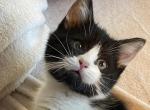 Black and white male short legs - Munchkin Kitten For Sale - 