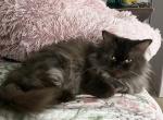 Libby - Ragamuffin Cat For Sale - Salem, OR, US