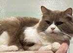 Cinnabear - Ragamuffin Cat For Sale - Salem, OR, US