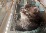 Flory - Persian Cat For Sale - 