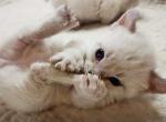 Sébastien and pretty kitties litter - Munchkin Kitten For Sale - 