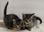 Sébastien and walmarts litter - Munchkin Kitten For Sale - 