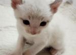 Sébastien and  pretty kitties litter - Highlander Kitten For Sale - 