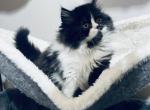 Persian female - Persian Kitten For Sale - 