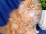 Royal - Persian Kitten For Sale - Pembroke Pines, FL, US