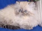 Rokki - Persian Kitten For Sale - Pembroke Pines, FL, US