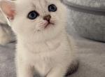 Sweatie - British Shorthair Kitten For Sale - Hamburg, NY, US