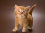 Agat - British Shorthair Kitten For Sale - Pembroke Pines, FL, US