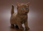 Amigo - British Shorthair Kitten For Sale - Pembroke Pines, FL, US