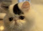 MyWish Gabbana - Persian Kitten For Sale - CA, US