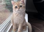 British golden girl - British Shorthair Kitten For Sale - Minneapolis, MN, US