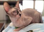 Blue eyed girl - Sphynx Kitten For Sale - 