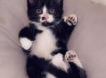 Friendly boy - Polydactyl Kitten For Sale - Vancouver, WA, US