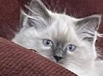 Sadie - Ragdoll Kitten For Sale - 