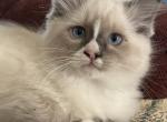 Scarlett - Ragdoll Kitten For Sale - Denver, PA, US