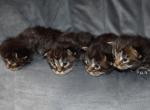 Maine Coons Ready Now TICA Registered - Maine Coon Kitten For Adoption - Nashua, NH, US