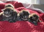 Maine Coon kittens  TICA Registered - Maine Coon Kitten For Adoption - 