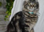 Xmas Maine Coon kittens  TICA Registered - Maine Coon Kitten For Adoption - Dover, NH, US