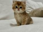 Shorty - British Shorthair Kitten For Sale - 