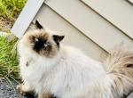 Persian Himalayan cat - Persian Cat For Sale - Ontario, NY, US