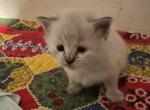 Chevy - Ragdoll Kitten For Sale - 