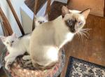 Gorgeous Balinese family 3 - Balinese Kitten For Sale - 