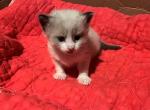 Bentley - Ragdoll Kitten For Sale - 