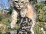 Silver baby boy - Maine Coon Kitten For Sale - 