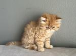 Tom - Persian Kitten For Sale - 