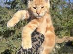 Orange orange baby - Maine Coon Kitten For Sale - 