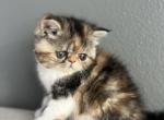 Coco - Exotic Kitten For Sale - 