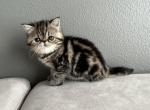 Tigress - Exotic Kitten For Sale - 