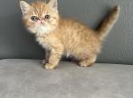 Charlie - Exotic Kitten For Sale - 