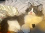 Chocolate and white bicolor - Ragamuffin Kitten For Sale - 