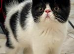 The Beaulieu Crew - Exotic Kitten For Sale - 