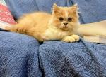 Kevin - Persian Kitten For Sale - 