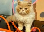 Oscar - Persian Kitten For Sale - 