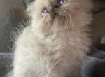 Male Seal point Himalayan persian - Himalayan Kitten For Sale - 