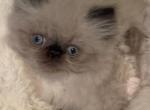 Seal point Himalayan persian boy - Himalayan Kitten For Sale - 