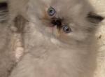 Torti point Himalayan persian girl red collar - Himalayan Kitten For Sale - 