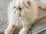 Female Flame point Himalayan Persians - Himalayan Kitten For Sale - Little Egg Harbor Township, NJ, US