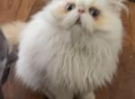 Female Flame point Himalayan Persians - Himalayan Kitten For Sale - Little Egg Harbor Township, NJ, US