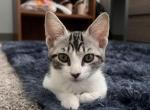 Emilia - American Shorthair Kitten For Sale - San Antonio, TX, US