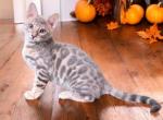 Sprite - Bengal Kitten For Sale - 