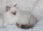 CFA Chocolate Lynx Point Persian Female Himalayan - Persian Kitten For Sale - Stanton, MO, US