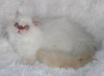 Flame Point Male Persian Himalayan Kitten - Persian Kitten For Sale - Stanton, MO, US