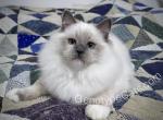 Altheda - Ragdoll Kitten For Sale - Tuscaloosa, AL, US